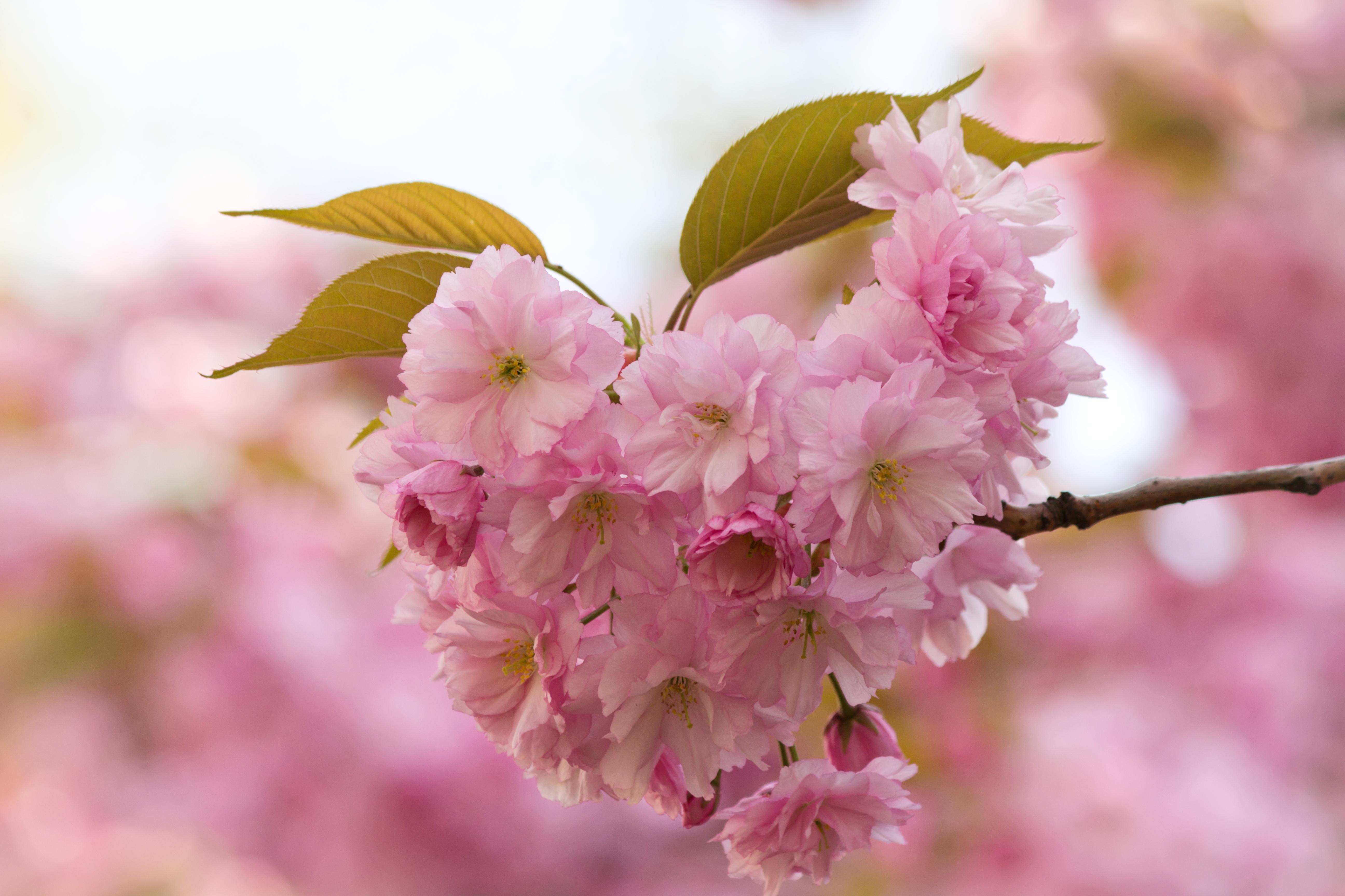 1 flower. Апрель цветы. Май Сакура. Spring first. First Flowers of Spring.